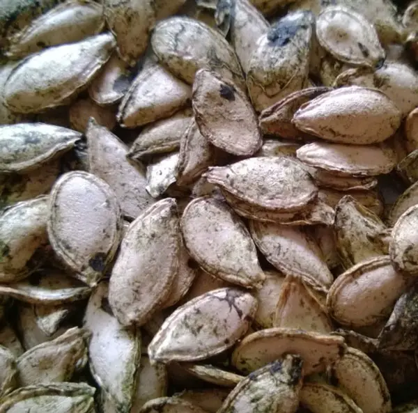 semilla para alguashte salvadoreño